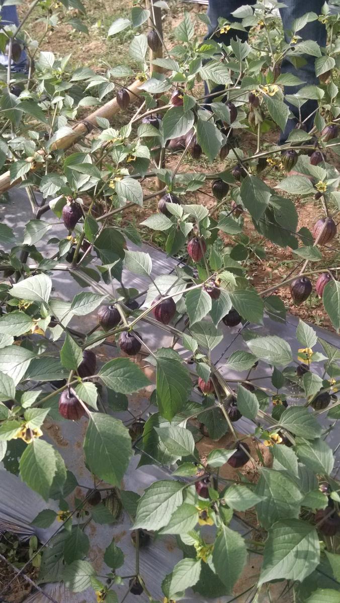 Cultivo de tomate de cáscara