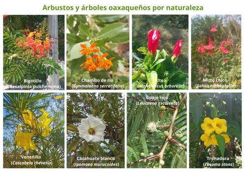 Arbustos y árboles oaxaqueños por naturaleza