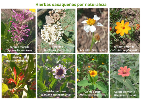 Hierbas oaxaqueñas por naturaleza