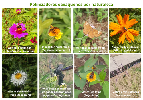 Polinizadores oaxaqueños por naturaleza