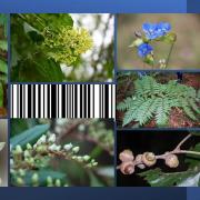 Genética de la conservación de especies botánicas silvestres
Código de barras de ADN.